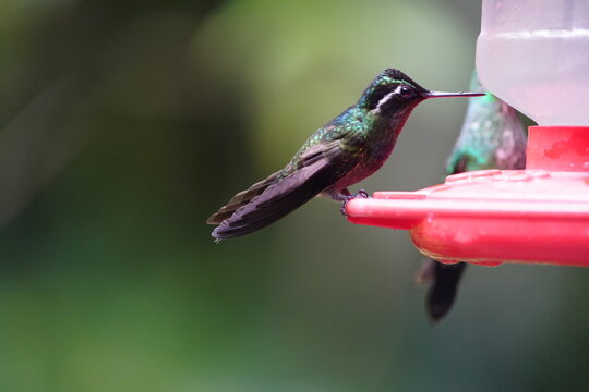 The white-eared hummingbird (Basilinna leucotis) is a species of hummingbird in the "emeralds", tribe Trochilini of subfamily Trochilinae. Costa Rica.