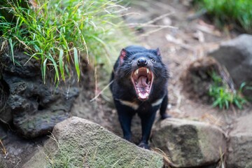 Beautiful tasmanian devil in the Tasmanian bush. Australian wildlife in a national park in Australia in spring