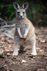 Fototapeta premium Beautiful kangaroo, pademelon and wallaby in the Australian bush, in the blue mountains, nsw. Australian wildlife in a national park