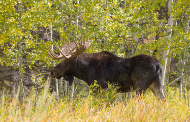 Bull Shiras Moose in Wyomiing During the Fall Rut