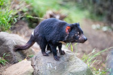 Beautiful tasmanian devil in the Tasmanian bush. Australian wildlife in a national park in Australia in spring