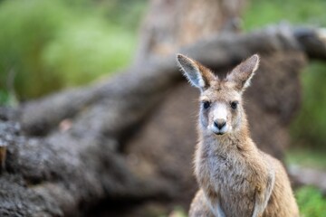 close up of a Beautiful kangaroo in the nsw Australian bush. Australian native wildlife in a national park in Australia.