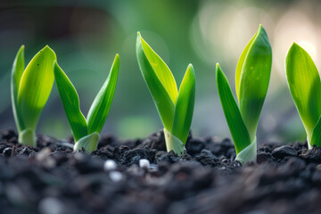 Close-up of fresh green shoots emerging from the soil, symbolizing renewal