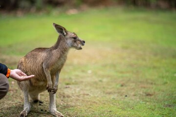 Beautiful kangaroo in the Australian bush, in the blue mountains, nsw. Australian wildlife in a national park in Australia.