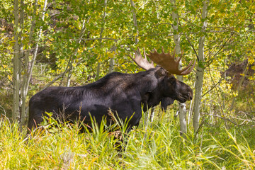 Fototapeta premium Bull Shiras Moose in Wyomiing During the Fall Rut