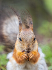 Squirrel eats a nut while sitting in green grass. Eurasian red squirrel, Sciurus vulgaris