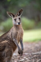 Naklejka na ściany i meble Beautiful kangaroo, pademelon and wallaby in the Australian bush, in the blue mountains, nsw. Australian wildlife in a national park
