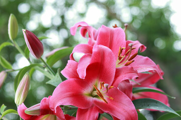 Pink lily flower background. Beautiful lilies in the summer garden. Lilium belonging to the Liliaceae. Oriental Hybrid Lily close up. Pink Stargazer Lily flower. Full blooming red Asiatic lily flower