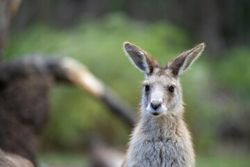 wallaby in a national park in Australia. Native Australian wildlife.