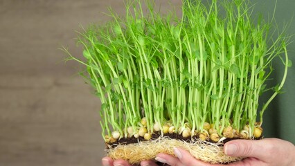 A woman holds green pea sprouts in her hands. Roots, grass close-up. The concept of growing micro greens, natural products, healthy nutrition. Agricultural industry