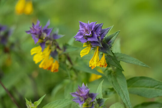 Close-up view of purple and yellow Melampyrum nemorosum (Wood cow-wheat) flowers growing in a summer forest. Soft focus. Wild plants blooming theme.