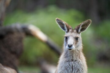 Beautiful kangaroo, pademelon and wallaby in the Australian bush, in the blue mountains, nsw....