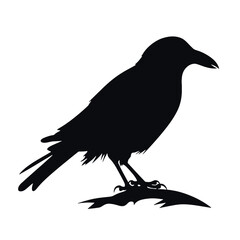 crow on a white background