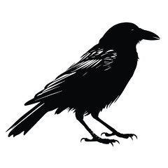 raven on a white background