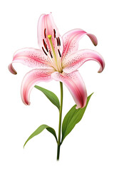 Lily flower on white