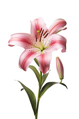 Lily flower on white