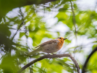 European Robin, Erithacus rubecula, song bird sits on tree in the spring forest or park