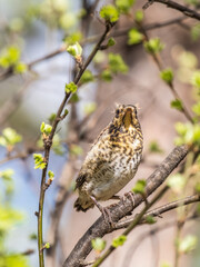 A fieldfare chick, Turdus pilaris, has left the nest and is sitting on a branch. A chick of fieldfare sitting and waiting for a parent on a branch.