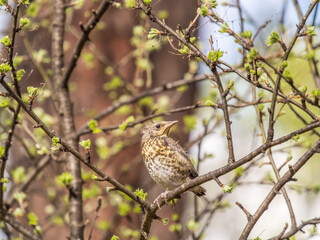 A fieldfare chick, Turdus pilaris, has left the nest and is sitting on a branch. A chick of...