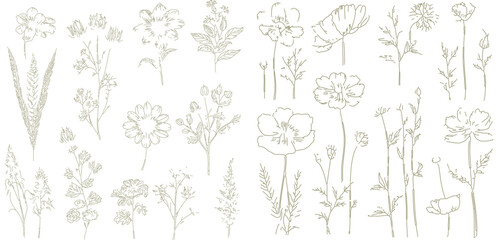 Wildflowers floral vector art, Abstract botanical  © Anna Sokol