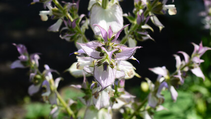 clary sage plant in garden in summer