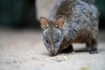 Beautiful kangaroo, pademelon and wallaby in the Australian bush, in the blue mountains, nsw. Australian wildlife in a national park