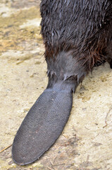 Closeup of a beaver's tail. The beaver's tail, which measures up to 30 cm in length, 20 cm in width and 2.5 cm in thickness, is used to accomplish important tasks, both in water and on land. 