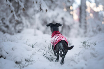 A black old mixed breed dog in red sweater in a winter scenery, from behind
