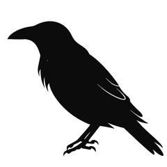 Obraz premium raven Silhouette