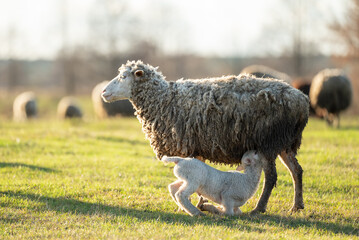 Obraz premium Small lamb drinking milk from his mother sheep outdoors on the field. Sheep breastfeeding lamb on the green valley