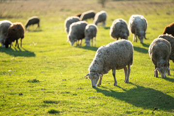 Sheep on green grass. Evening shot of sheep grazing outdoors in the field