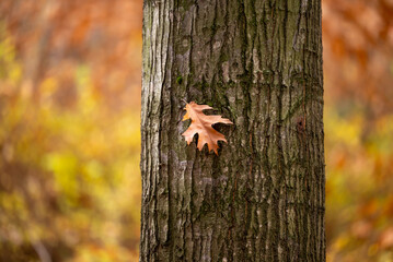 Orange oak leaf on the tree trunk. Autumn forest, oak tree, colorful fall background