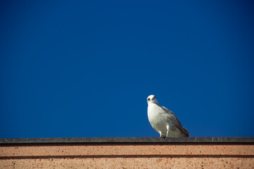 seagull on building, blue sky background