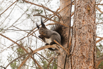 A gray squirrel sits on a pine tree in winter and gnaws hazelnuts
