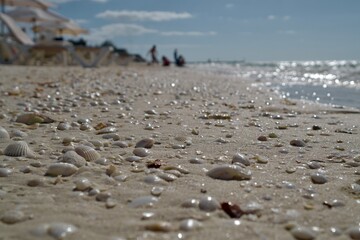 beach shells