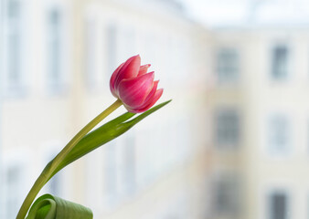 pink tulip on the background of a window overlooking the courtyard