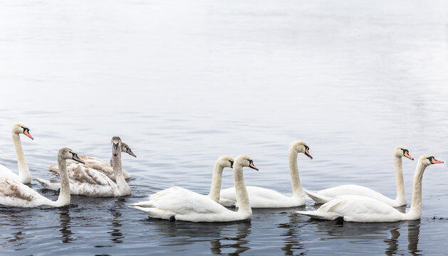 Whooper swan flock on the river, old and young swans