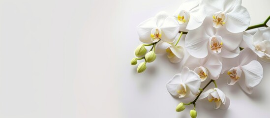 a bunch of white orchids on a white background . High quality