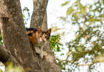 CAT IN THE TREE