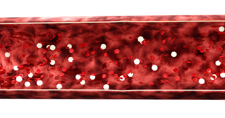 3d render of blood vessel with flowing red blood and white blood cells on a white background