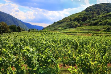 Fototapeta na wymiar Wachau Danube Valley wine land in Austria