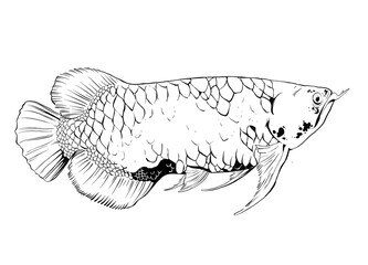 Fototapeta premium Arowana fish hand drawn illustration