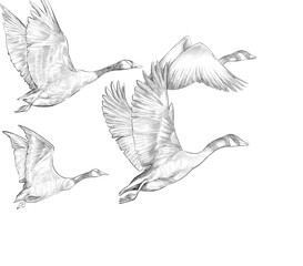 Swan migrating fly sketch illustration