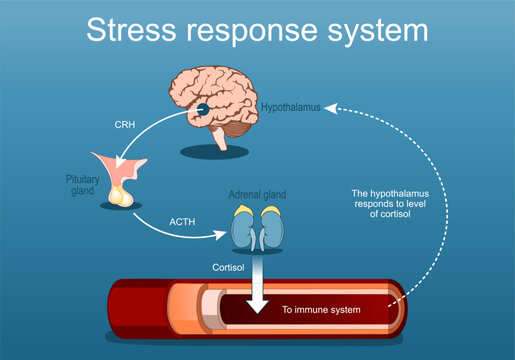 Stress response system. Stress hormones and Cortisol level. fight-or-flight