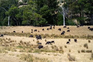 herd of angus beef cows in a field in australia. cow portrait in a field on a farm in summer