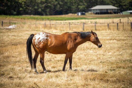 Wild horses grazing on grass on a farm in australia in a field