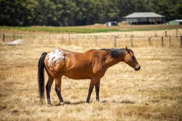 Wild horses grazing on grass on a farm in australia in a field