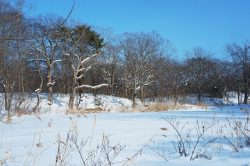 A view of a garden with snow stuck on it.