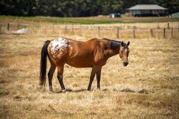 Wild horses grazing on grass on a farm in australia in a field