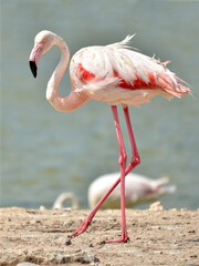 Flamingo (Phoenicopterus) seen from profile walking near a pond 